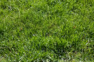 سجاد للبيع دبي